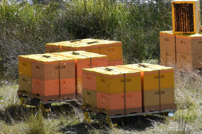 Embracing condensing hives is a game-changer for beekeepers